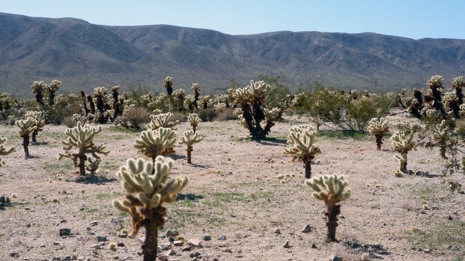 A Cholla garden.