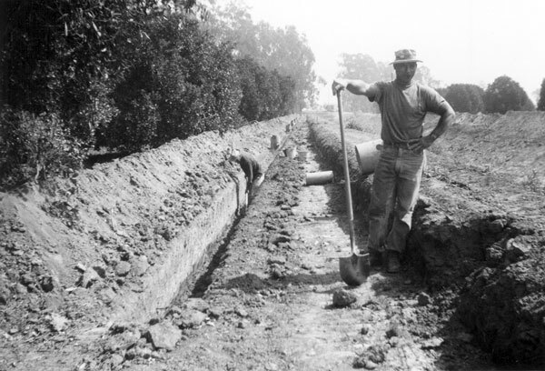 Water from the Santa Ana River helped make its watershed a leading agricultural region. Oranges grew both at the base of the mountains where the river rose and on the Orange County coastal plain. Courtesy of the Orange County Archives.