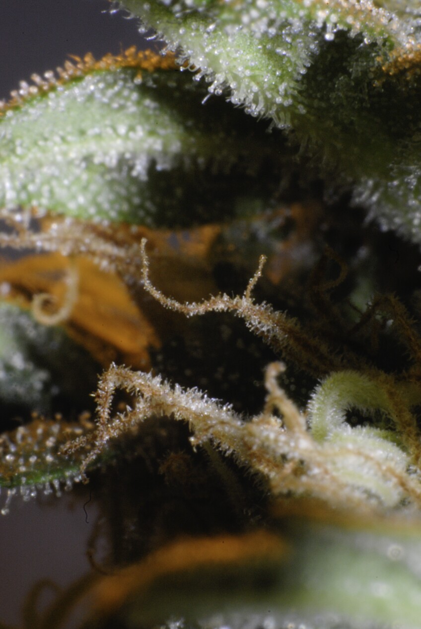 A closeup of a marijuana bud. Photo: courtesy Kyle Trafas