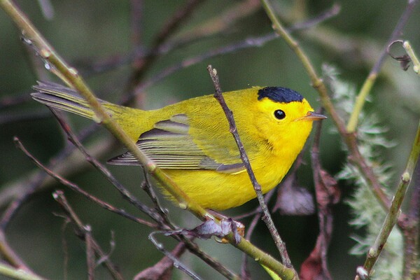 wilsons-warbler-genetics-8-27-14-thumb-600x400-79681