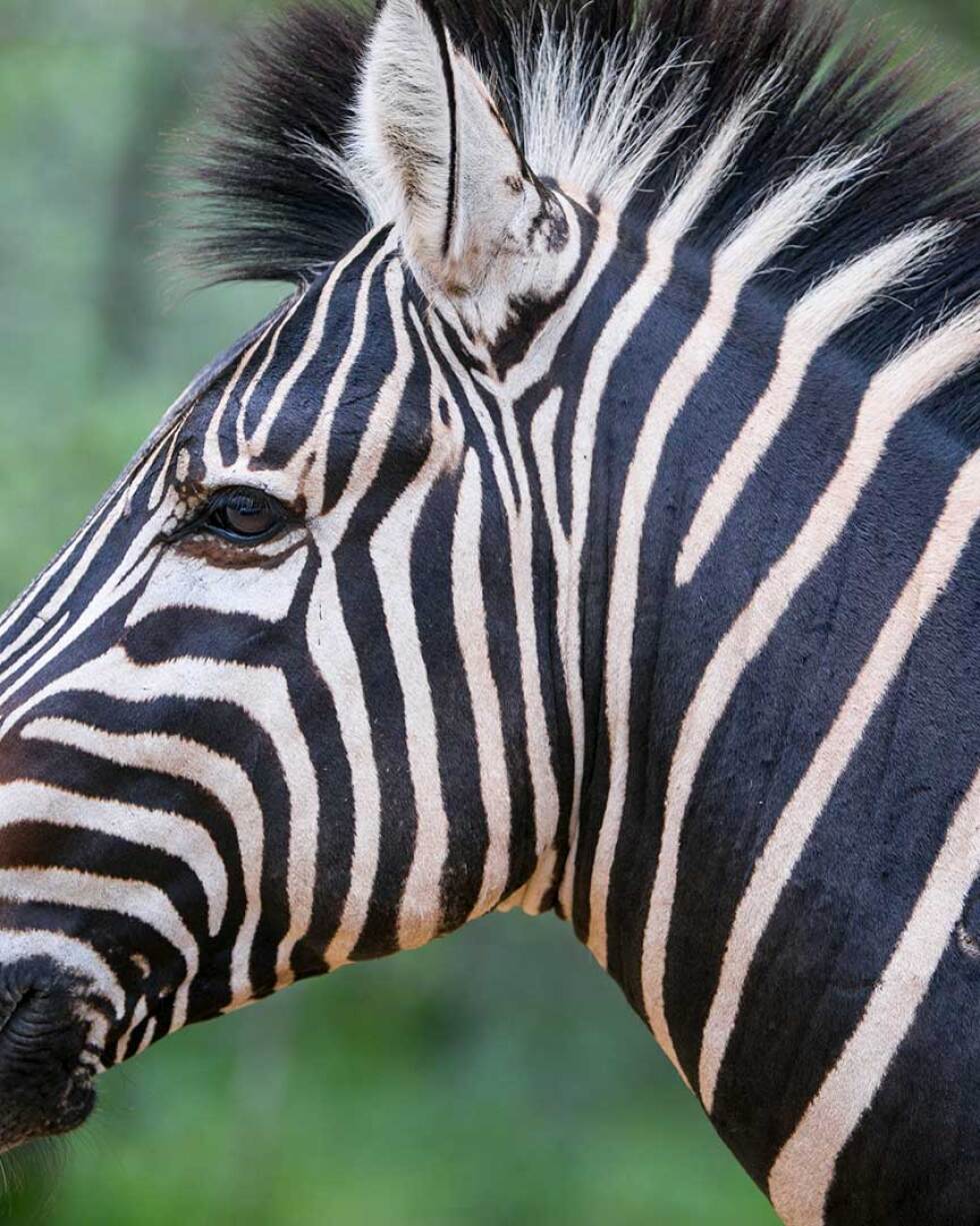 Zebra in South Africa's Kruger National Park.