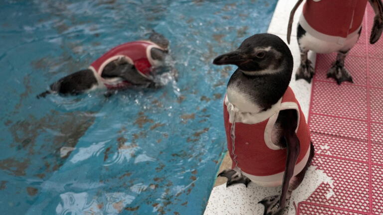 These copper vests are helping injured penguins heal faster