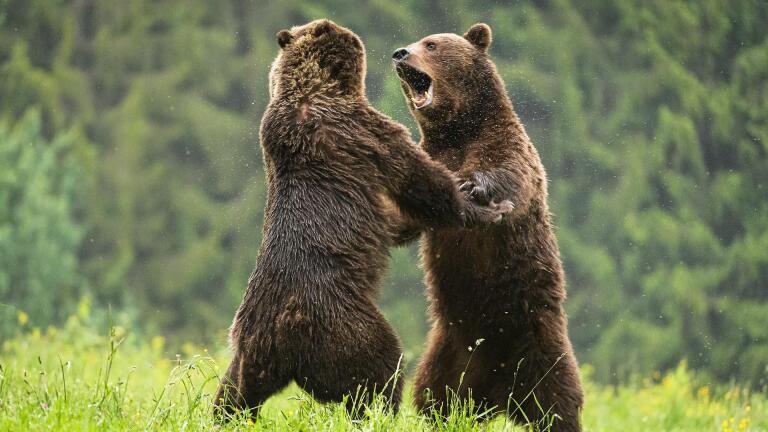 How Male Bears Attract Mates