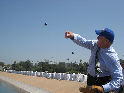 Tom Labonge pictching a shade ball into the Invanhoe reservoir.