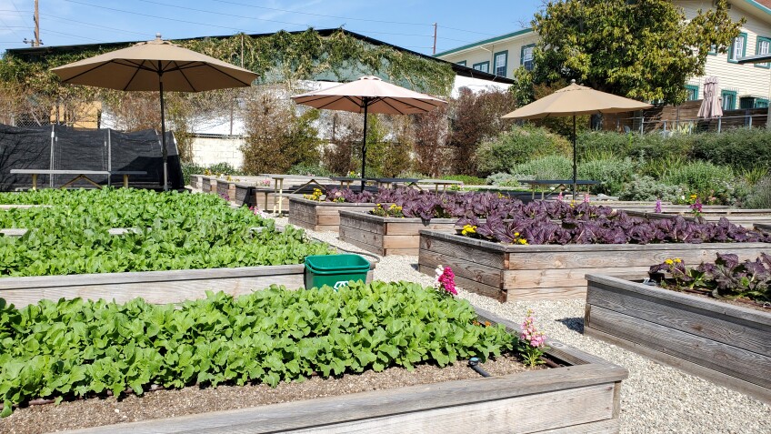 Alma Backyard Farms