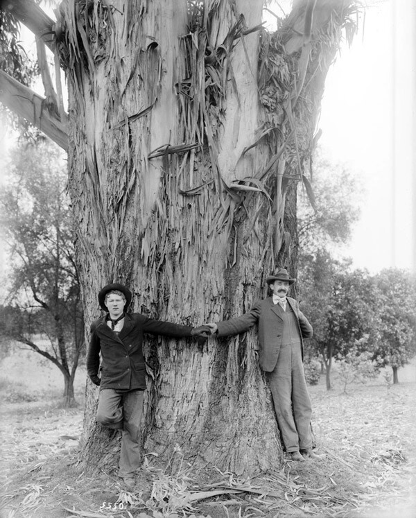 Two men demonstrate the girth of a 25-year-old blue gum tree on the L. J. Rose ranch in Rosemead, circa 1900. Courtesy of the USC Libraries - California Historical Society Collection.