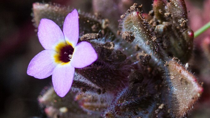 Collomia diversifolia grows only on serpentine soils with steady water | Photo: Ken-Ichi Ueda, some rights reserved