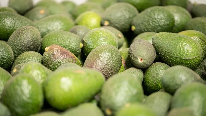 Avocados from Chile | Nicky Milne/Thomson Reuters Foundation