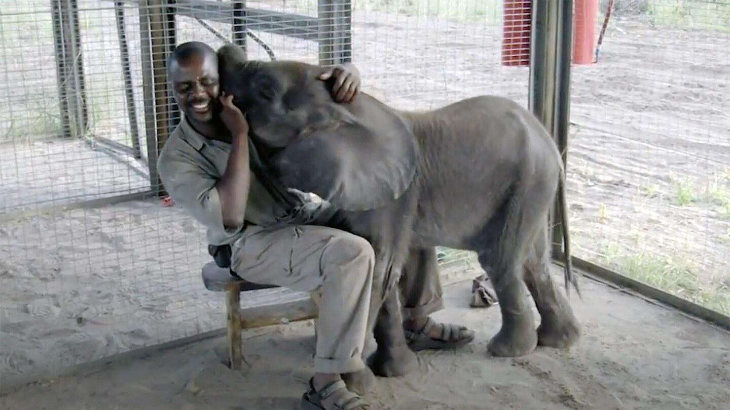 A caregiver at Abu Camp in Botswana cuddles with Naledi, an orphaned baby elephant
