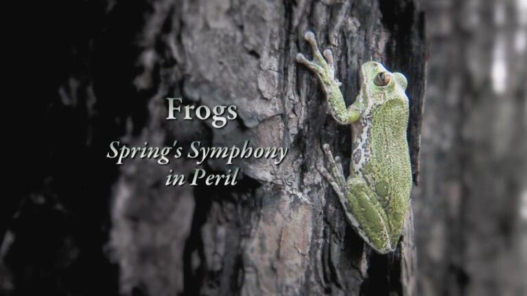 Frogs – Spring’s Symphony in Peril
