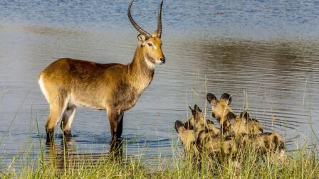 The Rarest Antelope in the World