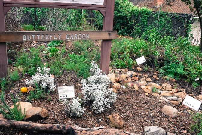 Butterfly Garden, Theodore Payne