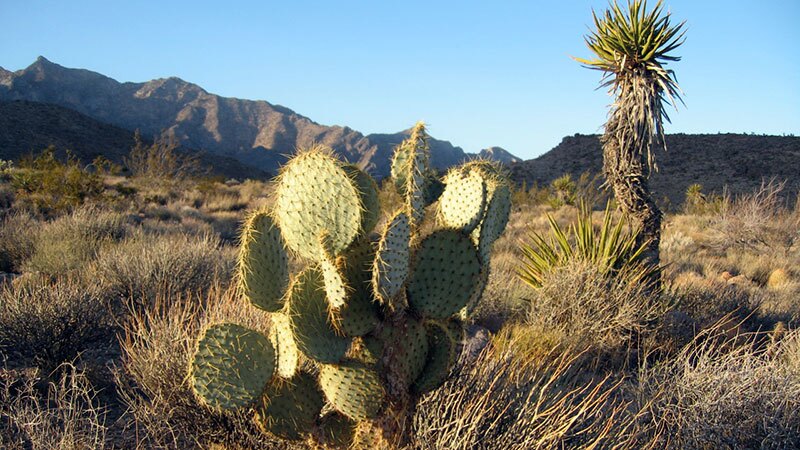 opuntia-11-14-16.jpg