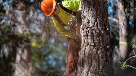 Trump's Plan Would Strip Protections from CA Forests