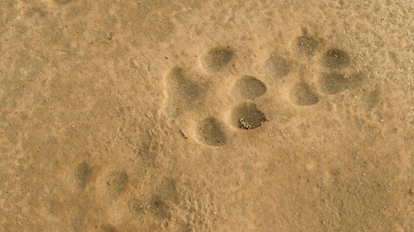 Coyote tracks at Afton Canyon | Photo: David Lamfrom