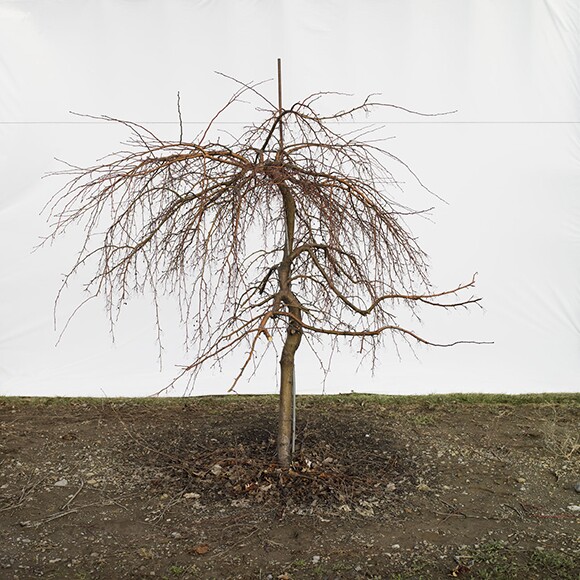 Apple Shadow (clone weeping with resistance).