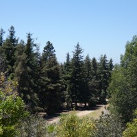 A grove of redwoods in Carbon Canyon Regional Park, Yorba Linda.