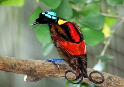 wilson's bird of paradise