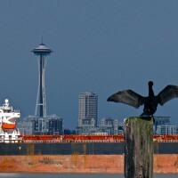 A cormorant stretches its wings with the Space Needle in the background. | Photo: Curtiss Cronn, some rights reserved