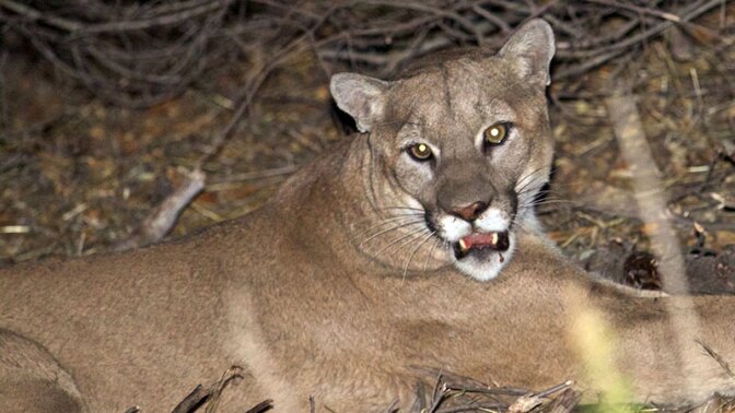 mountain-lion-p45-12-1-16.jpg