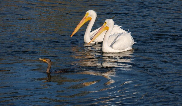 wildlife-sepulveda-basin-egrets