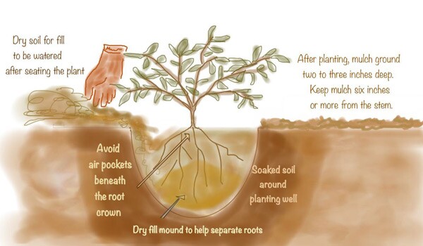 KCET-planting-illo3