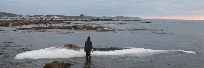 On a walk in Newfoundland, artist Patty Chang found a dead sperm whale washed up on the shore and decided to wash it as a form of purifying the body to prepare it for the next stage. The scene became part of her 2016 work, “Invocation of a Wandering Lake.