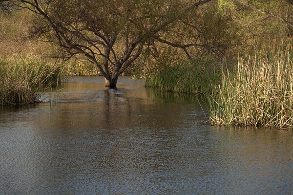 Madrona Marsh.