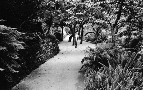 1910 view of Fern Dell in Griffith Park. Courtesy of the Title Insurance and Trust / C.C. Pierce Photography Collection, USC Libraries.