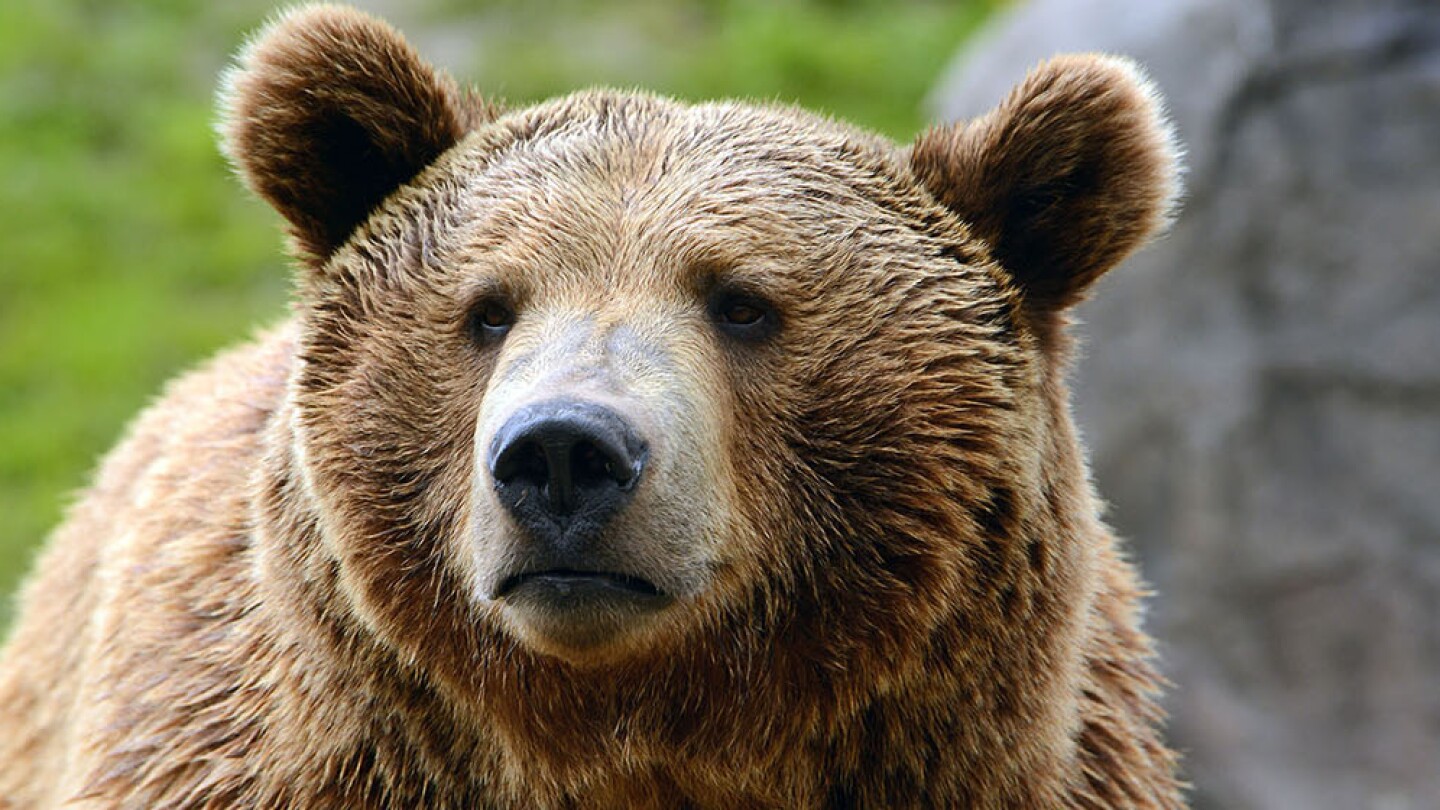 A bear looks on.
