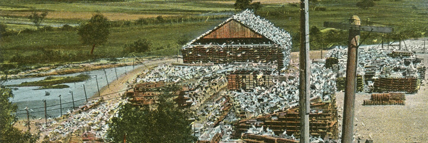 Pigeon Farm (header)
