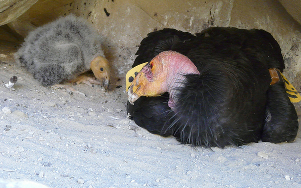 Condor-and-chick-2013-05-14-thumb-600x375-51006