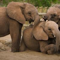 Baby Steps | Becoming Elephant: The Orphans of Reteti