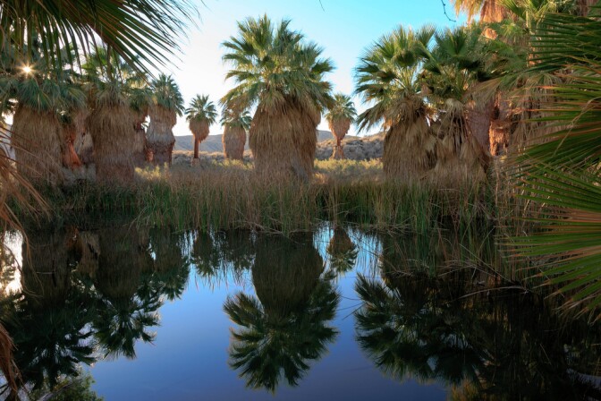 natives-palms-8-8-16.jpg