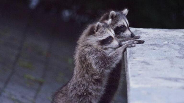 Raccoon Nation - Preview