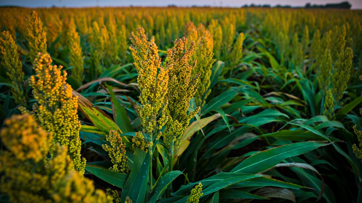 Millet