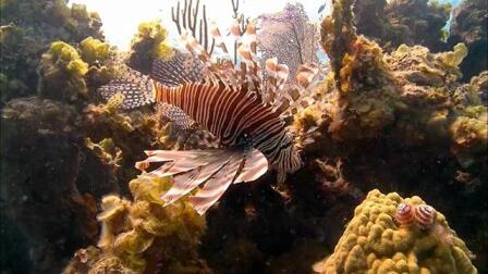 Scourge of the Lionfish