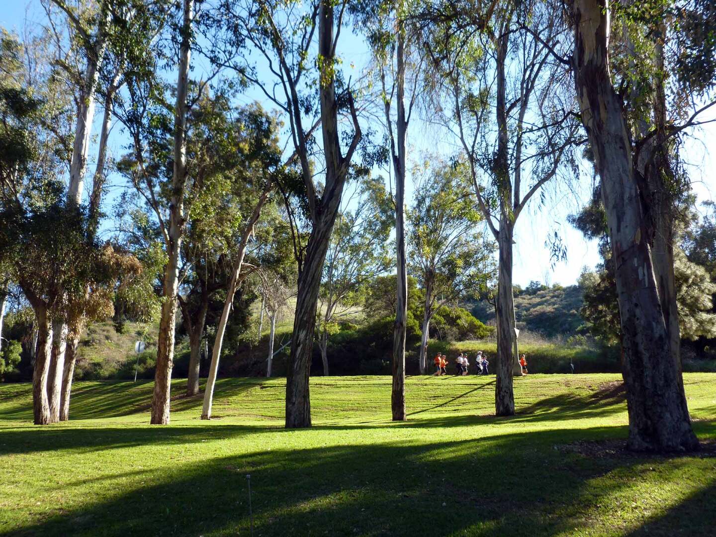 Many trees at the Chavez Ravine Arboretum have been there since the 1920s. | Sandi Hemmerlein