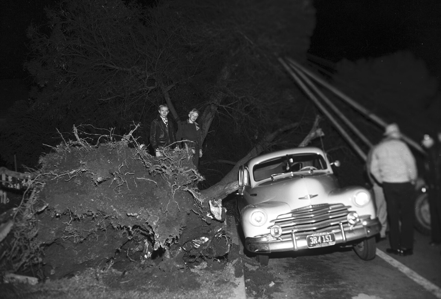 Strong winds uprooted this 75-foot black acacia in Santa Monica on March 20, 1952. Courtesy of the Los Angeles Examiner Collection, USC Libraries.