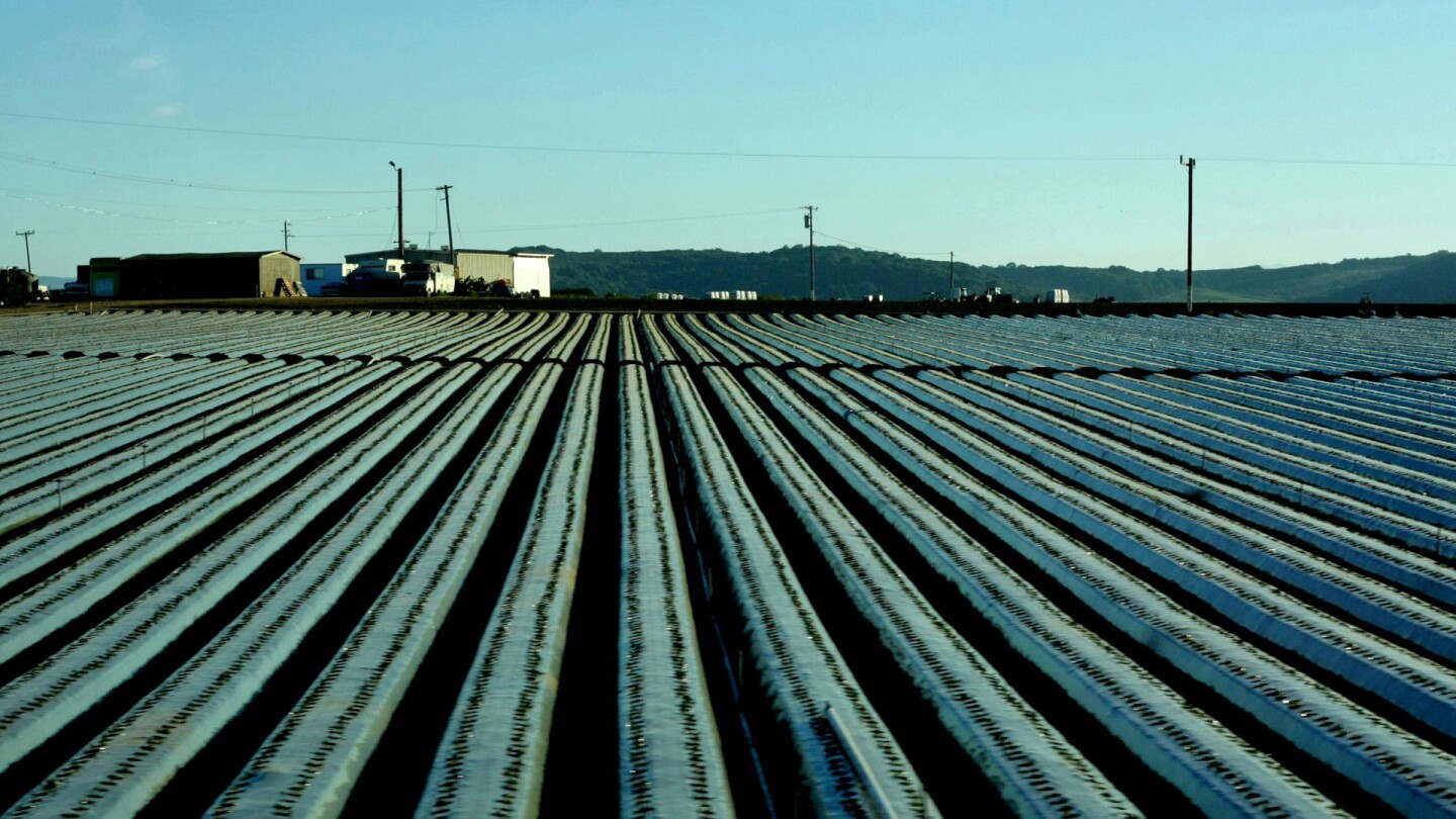 salinas project