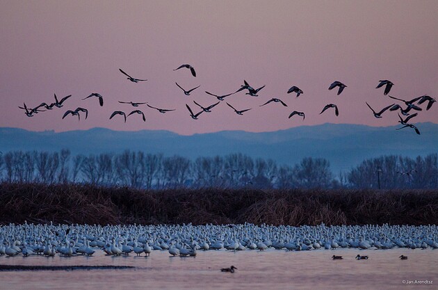 more-geese-snow-ross-merced-6-26-15-thumb-630x417-94653