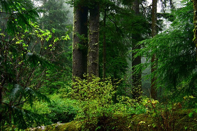 Marbled murrelet habitat in an old growth forest in Oregon.