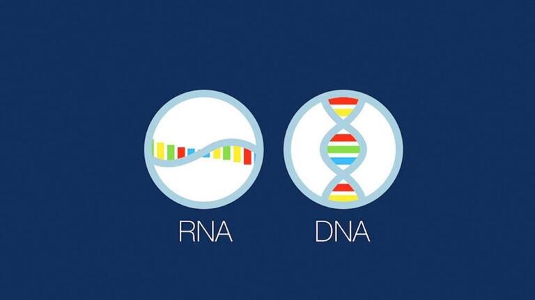 The RNA Enigma