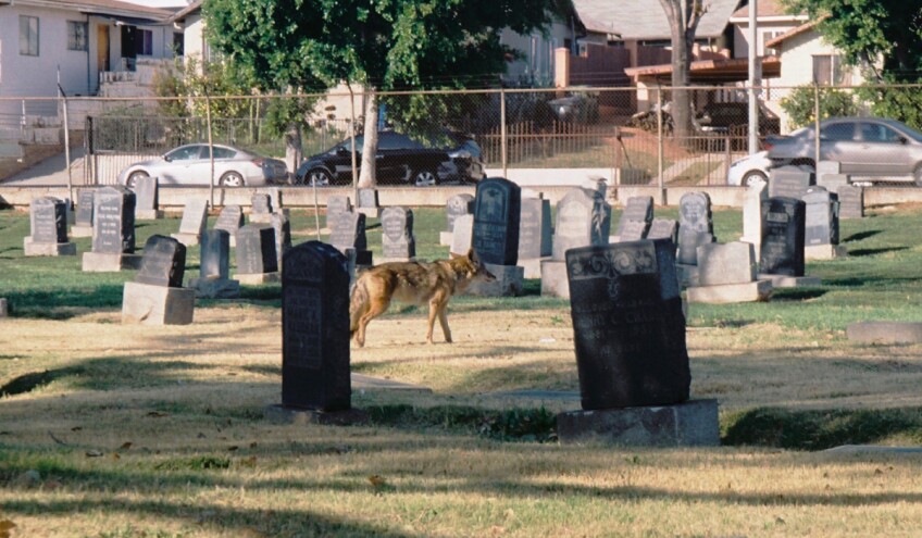 Coyote wakes from nap | Chase Alexander