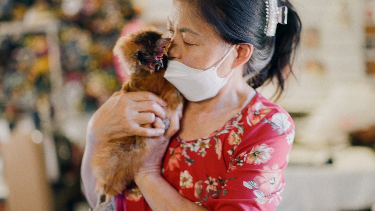 Jessica Pak holds one her chickens in her tailor shop.