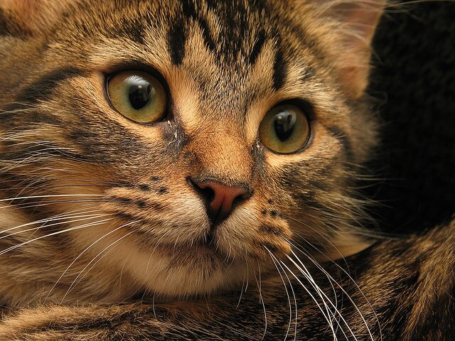 cats-kill-birds-wind-turbines-2