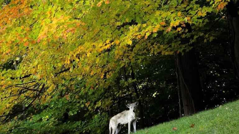 How coyotes are adapting to urban life in U.S. cities
