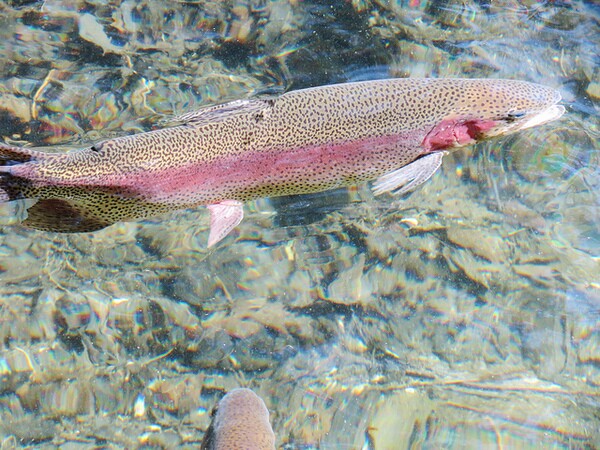 salmon-god-squad-4-23-14-thumb-600x450-72765