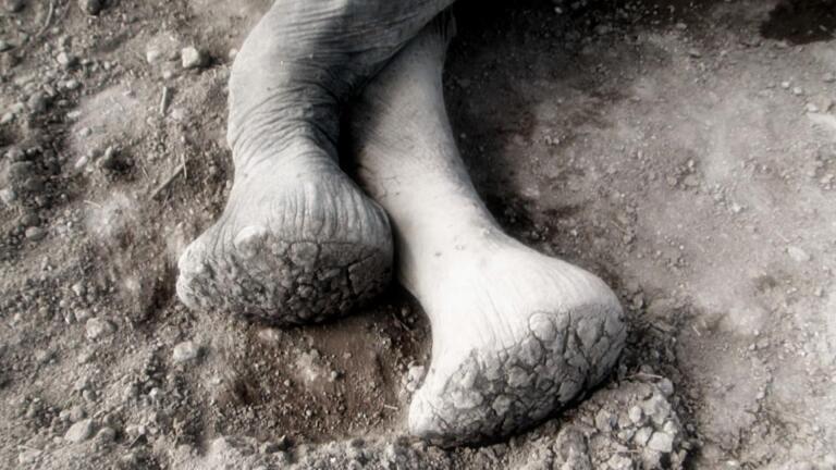 Short | Death of a Matriarch | Echo: An Elephant to Remember