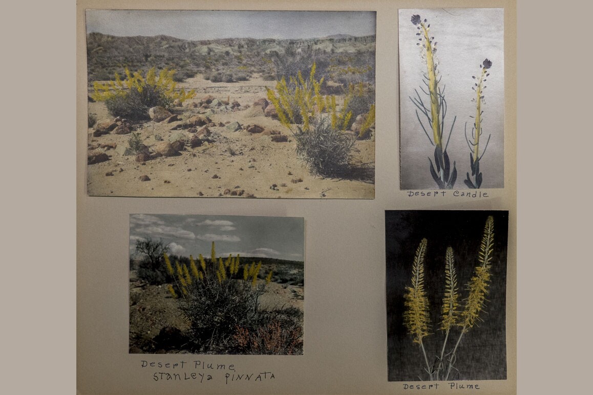 Botanist Mary Beal's hand-colored photographs